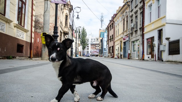 Strada Olteţ - un locatar special