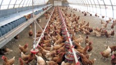 (Foto: agroinfo.ro)