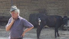 Trei proprietari de animale din Carpen, Greceşti şi Secu au primit despăgubiri pentru bovinele, răpuse de boala limbii albastre