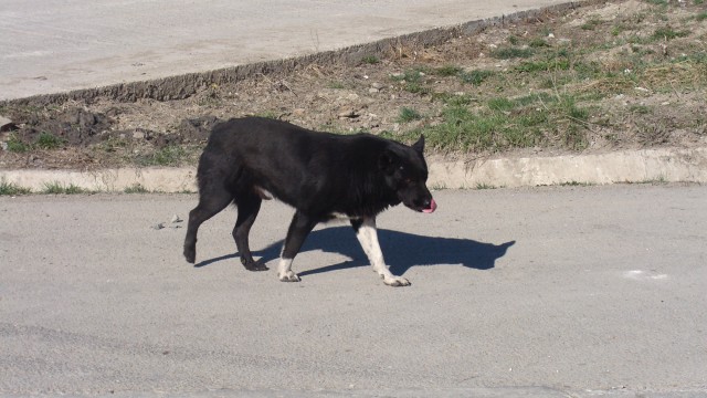 Răfuiala a pornit de la un câine