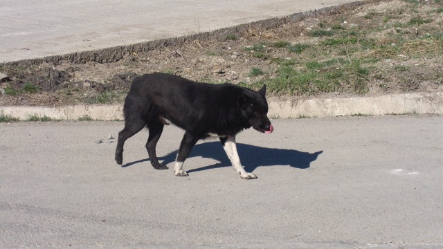 Răfuiala a pornit de la un câine 