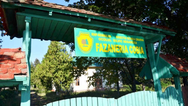 În fazaneria de la Cobia nu se mai cresc fazani de anul acesta. În schimb, frumoasa casă de vânătoare ar putea adăposti oaspeți la chefuri, nunți și botezuri.