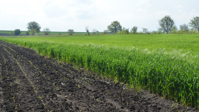 Suprafețele agricole productive, dar și cu acces la utilități (deci care se pot transforma, la un moment dat, în intravilan) se vând la prețuri bune