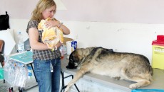 Până la 31 decembrie, toţ proprietarii de câini trebuie să îşi microcipeze animalele
