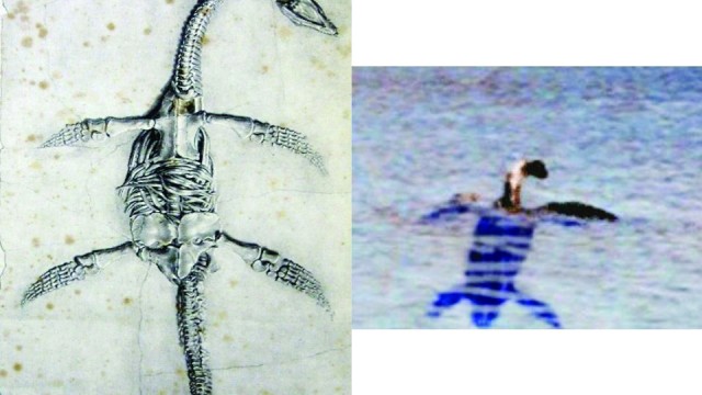 O fosilă de plesiozaur descoperită în Marea Britanie sugerează că monstrul acvatic din Canada ar putea fi înrudit cu această specie de reptile