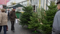 Au apărut primii brazi în Piaţa Centrală din Craiova