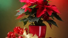 Poinsettia, floarea denumită popular "Crăciuniţă" (Foto: pinterest.com)