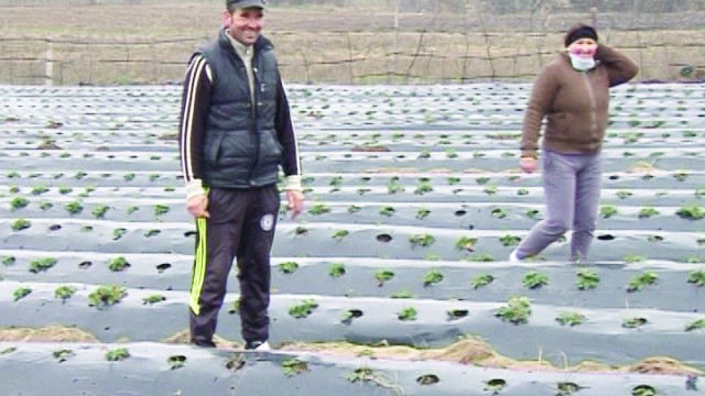S-au întors acasă ca să cultive căpșuni olandeze (Foto: GdS)