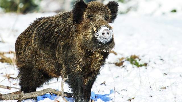 Mistreţii pot înlocui porcul pe masa de Crăciun (Foto: Eugen Măruţă)