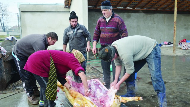 Tăierea porcului se face după obiceiul locului (Foto: Lucian Anghel)