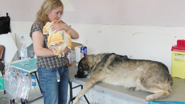 Proprietarii de câini trebuie să își sterilizeze, microcipeze și vaccineze animalele (FOTO: arhiva GdS)