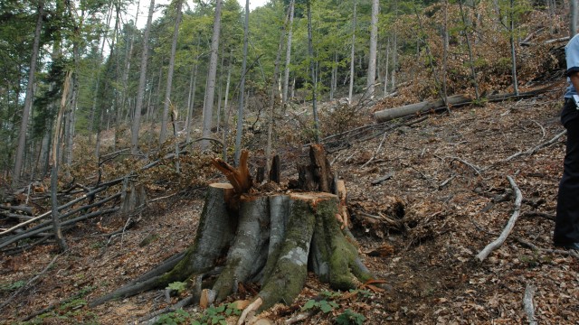 Muncitorii au tăiat haotic, pentru că nu au ştiut zona (Foto: Arhiva GdS)