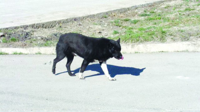 Nu toţi proprietarii de câini vor să îşi microcipeze câinii