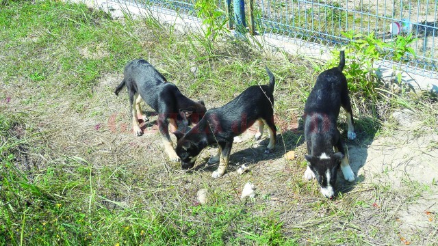 Câinii comunitari vor beneficia de un padoc mai mare (Foto: Eugen Măruţă)