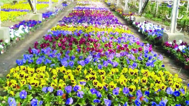 Panseluţele au început să fie plantate