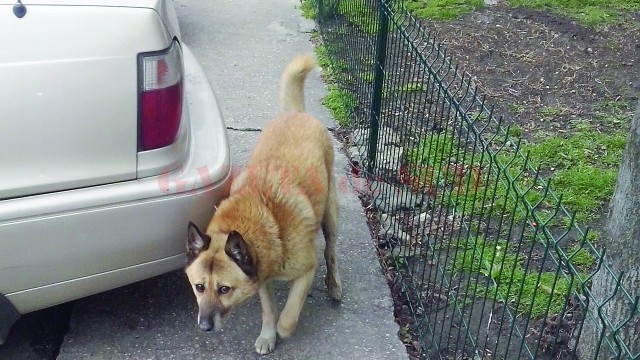 Lupache a fost fotografiat umblând liber pe stradă, însă fostul său stăpân susține că a fost luat în lesă din scara blocului și eliberat de hingheri în zona Pieței de la Ciupercă, apoi fotografiat. (Foto: SC Salubritate Craiova SRL)