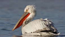Pelican din Rezervaţia Naturală Srebarna (Foto: srebarnabirding.com)