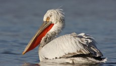 Pelican din Rezervaţia Naturală Srebarna (Foto: srebarnabirding.com) 