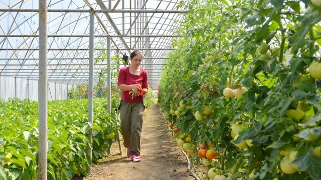 Familia Dumitrescu din Țuglui muncește de dimineața până seara în solar. De anul acesta, fermierii ca ei pot să acceseze fonduri de până la 50.000 de euro, dacă îndeplinesc anumite condiții. (FOTO: arhiva GdS)