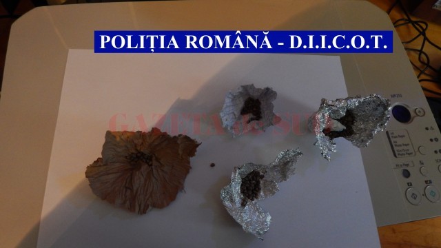 În urma perchezițiilor, ofițerii antidrog au descoperit semințe și inflorescenţe de canabis, dar și ghivecele în care plantele erau cultivate