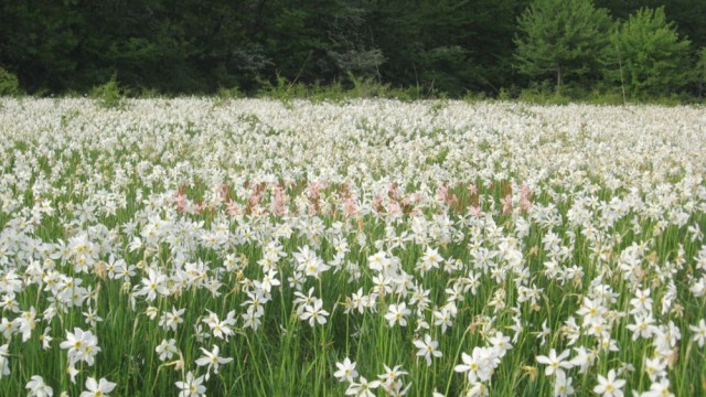 Poiana Narciselor din Târgu Jiu, monument al naturii (Foto: Eugen Măruţă)