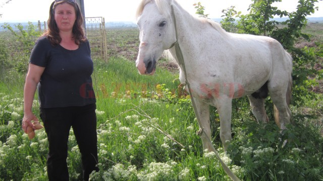 Calul a fost găsit de către femeia din imagine și de o altă voluntară la o asociație pentru protecția animalelor. Acesta va merge, temporar, la Hipodromul din Parcul „Nicolae Romanescu“. (Foto: Anca Ungurenuș)