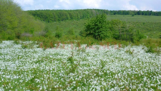 Poiana Narciselor de la Preajba este un monument al naturii (Foto: Eugen Măruţă)