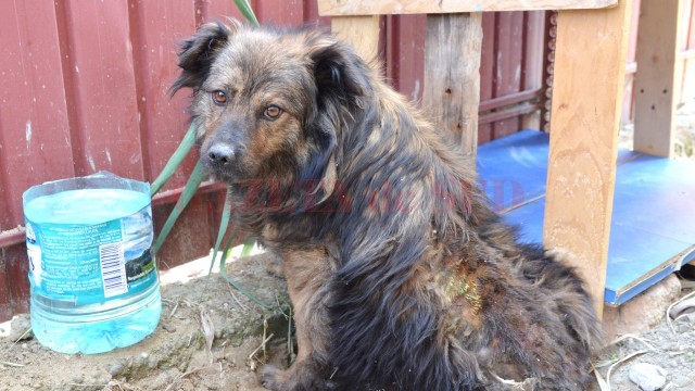 Cățelușa a fost adoptată din adăpostul de la Breasta, iar adoptatorii se plâng de starea în care animalul le-a fost dat, fiind deparazitat necorespunzător (Foto: Lucian Anghel)