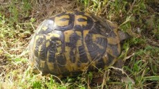 (Foto: 4animale.ro)