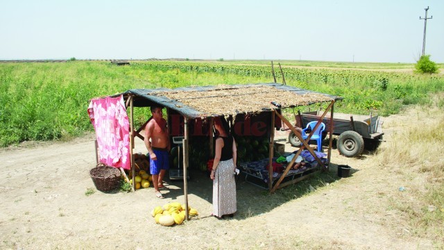 Pepenii loviți de secetă și boli sunt lăsați pe câmp