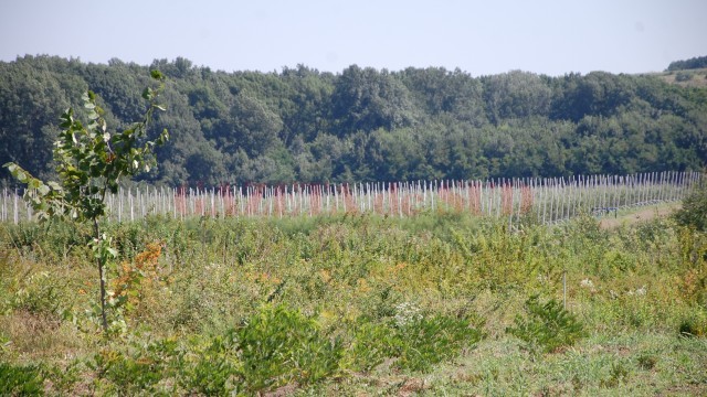 Pepiniera cu arbori și arbuști se întinde pe 12 hectare (FOTO: Claudiu Tudor)