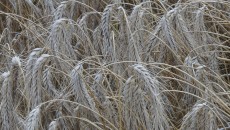 După ce se treieră grâul, iar agricultorii merg să ridice arenda, ei trebuie să plătească impozit la stat și contribuție la sănătate