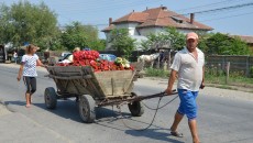 Tinerii de până în 40 de ani, cum sunt cei din imagine, din comuna Grădinari, județul Olt, pot accesa fonduri nerambursabile chiar și pentru cultivarea legumelor în solarii