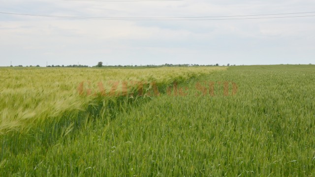 Terenurile productive din Dolj atrag și impozite pe măsură, ce trebuie achitate anual de agricultori. Totuși, în Dolj, impozitul pe venitul din agricultură, plătit la norme de venit, este mai mic în 2015 față de anii trecuți. (FOTO: arhiva GdS)