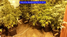 În urma perchezițiilor, într-un imobil din Păușești Măglași, anchetatorii au găsit o cultură de canabis