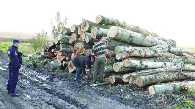 Jandarmii doljeni au prins doi bărbați din Argeș care sustrăseseră peste 80 de metri cubi de lemn (Foto: IJJ Dolj)