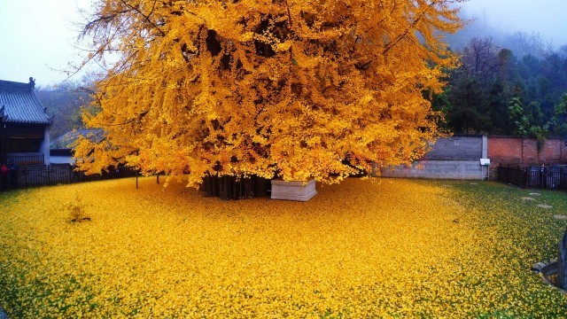 copac frunze aur