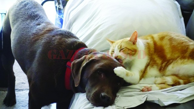 o-CAT-LICKS-DOG-PHOTO-facebook