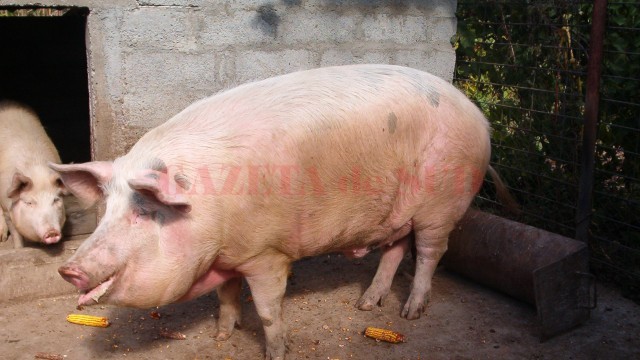 Laboratoarele DSV au efectuat peste 25.000 de analize de trichinela