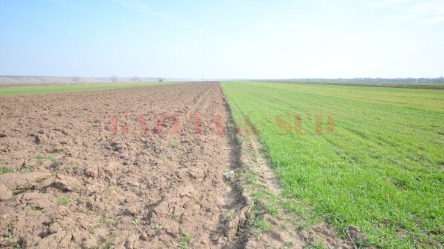 Vânzările de terenuri din Dolj se mențin la prețurile de anul trecut, doar că acestea diferă foarte mult de la o zonă la alta a județului, în funcție de cât de roditor e terenul (Foto: Arhiva GdS)