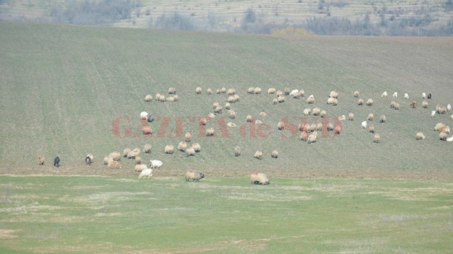 Agricultorii care lucrează până la 5 ha de teren vor primi, pe lângă subvenția pe suprafață, și plăți redistributive  de doar 5 euro pe hectar, față de cei care au între 5,1 și 30 ha, care vor primi câte 51 de euro pe hectar (FOTO: arhiva GdS)