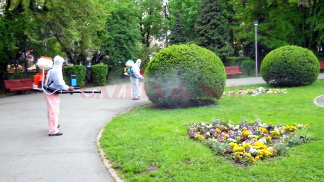 Parcul Central, vizat de dezinsecţie