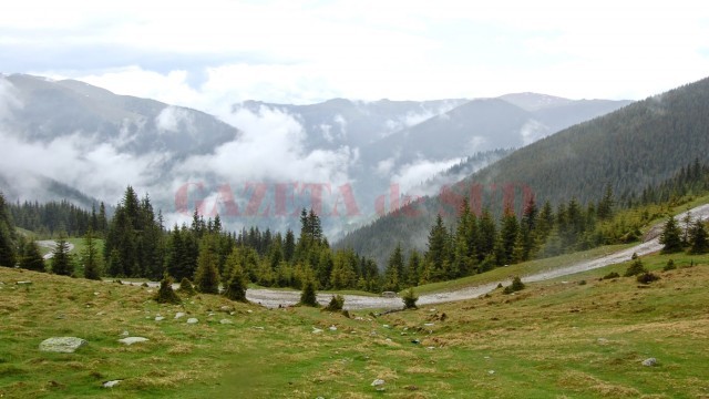 Inculpații au fost acuzați că au obținut în mod fraudulos peste 500 de hectare de terenuri forestiere din Munții Puru, Galbenu și Petrimanu, județul Vâlcea (Foto: calauzaoffroad.blogspot.ro)