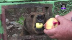 Ursul Baloo din Straja (foto: captura Digi24.ro)