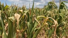 Pe terenurile agricole se menține deficit de umiditate în sol (Foto: actualitateagorjului.ro)