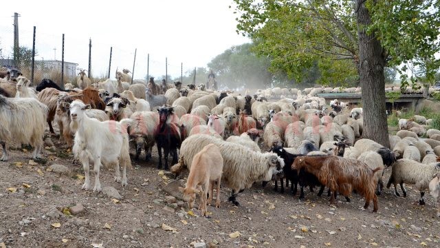 Pe raza comunei Oprişor sunt 10.000 de oi şi 2.000 de capre (Foto: Bogdan Grosu)