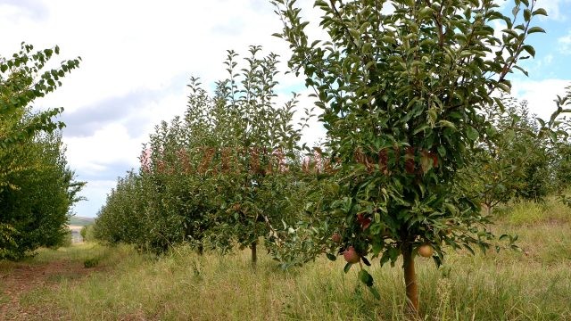 Livada de meri de la ieşirea din Oprişor, o pată de culoare în peisajul comunei (Foto: Bogdan Grosu)