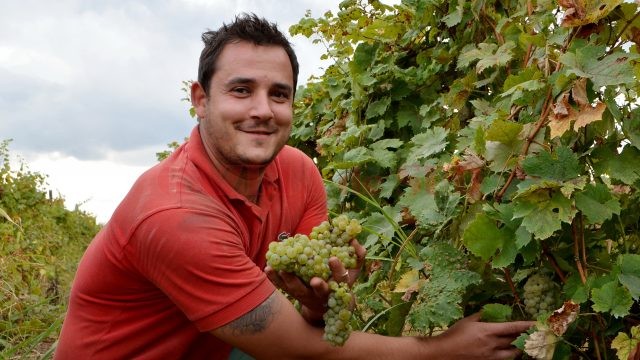 Alexandru Şilcă, unul dintre cultivatorii de viţă-de-vie, mândru de recolte (Foto: Bogdan Grosu)