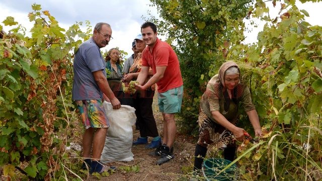 Localnici din Oprişor, la vremea culesului de vii (Foto: Bogdan Grosu)