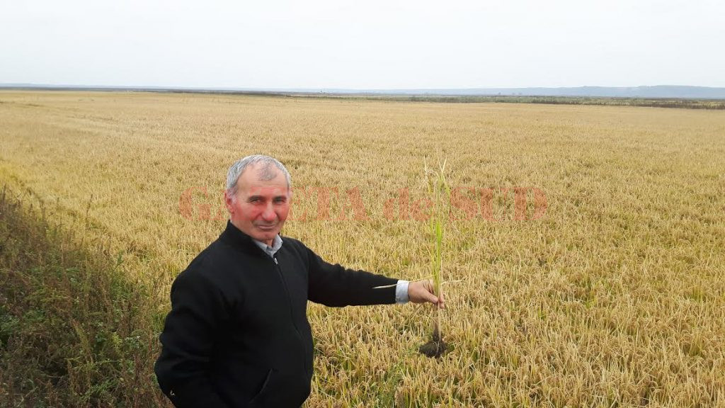Liviu Rotaru, inspector principal la Compartimentul Agricol din cadrul Primăriei Rojiște, în control la orezărie